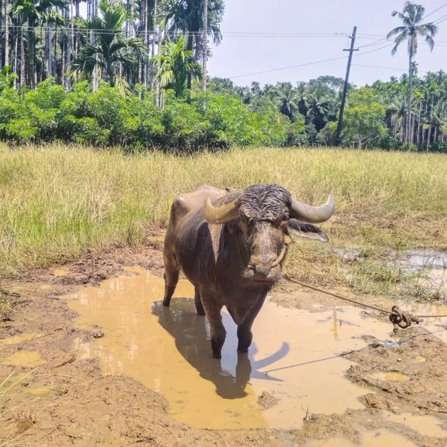 ರಾಜಪ್ಪೆ